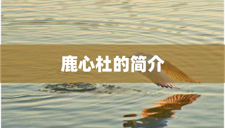 鹿心杜的简介