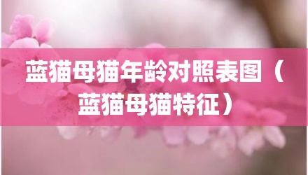 蓝猫母猫年龄对照表图(蓝猫母猫特征)