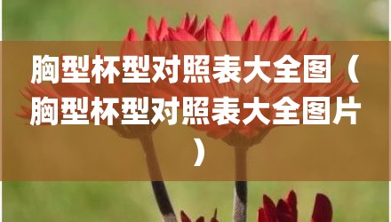 胸型杯型对照表大全图(胸型杯型对照表大全图片)