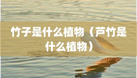 竹子是什么植物（芦竹是什么植物）