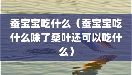 蚕宝宝吃什么（蚕宝宝吃什么除了桑叶还可以吃什么）