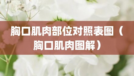胸口肌肉部位对照表图（胸口肌肉图解）