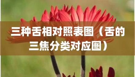 三种舌相对照表图（舌的三焦分类对应图）
