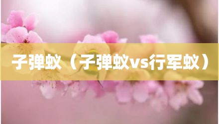 子弹蚁（子弹蚁vs行军蚁）
