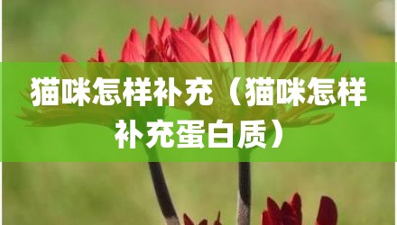 猫咪怎样补充（猫咪怎样补充蛋白质）