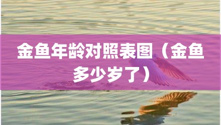 金鱼年龄对照表图（金鱼多少岁了）