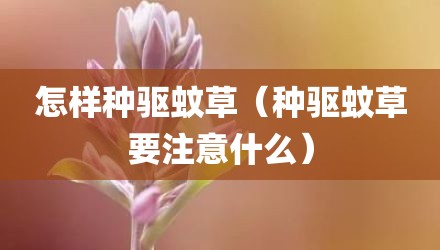 怎样种驱蚊草（种驱蚊草要注意什么）