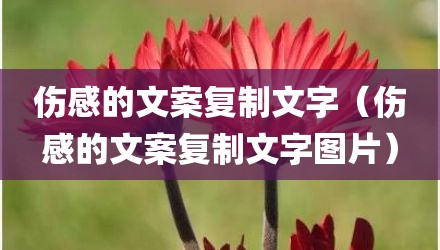 伤感的文案复制文字(伤感的文案复制文字图片)