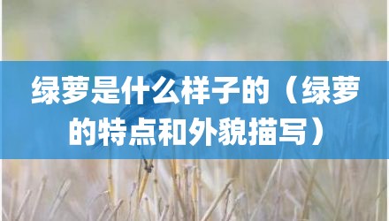 绿萝是什么样子的（绿萝的特点和外貌描写）