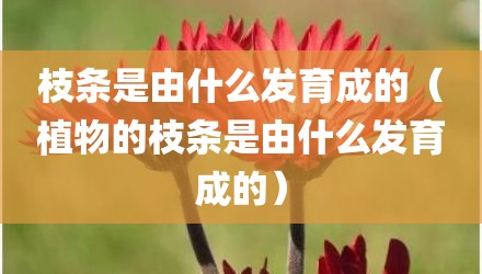 枝条是由什么发育成的（植物的枝条是由什么发育成的）