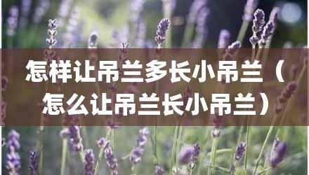 怎样让吊兰多长小吊兰（怎么让吊兰长小吊兰）