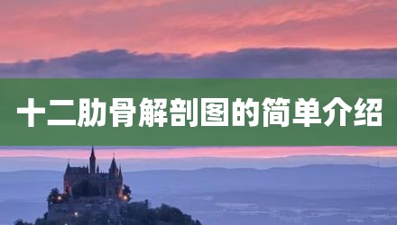 十二肋骨解剖图的简单介绍