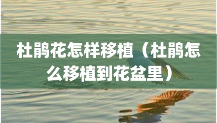 杜鹃花怎样移植（杜鹃怎么移植到花盆里）