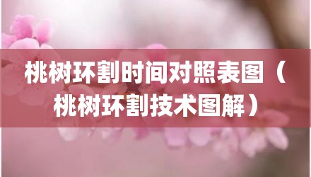 桃树环割时间对照表图(桃树环割技术图解)