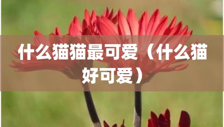 什么猫猫最可爱（什么猫好可爱）