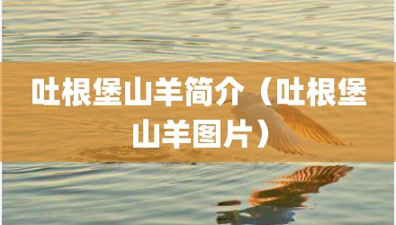 吐根堡山羊简介（吐根堡山羊图片）