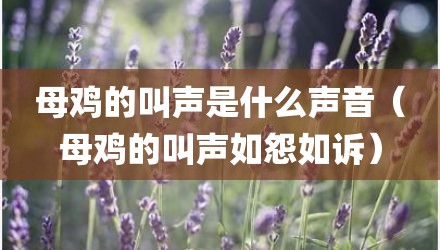 母鸡的叫声是什么声音（母鸡的叫声如怨如诉）