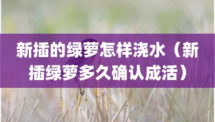 新插的绿萝怎样浇水（新插绿萝多久确认成活）