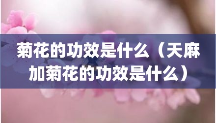 菊花的功效是什么（天麻加菊花的功效是什么）