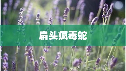 扁头疯毒蛇