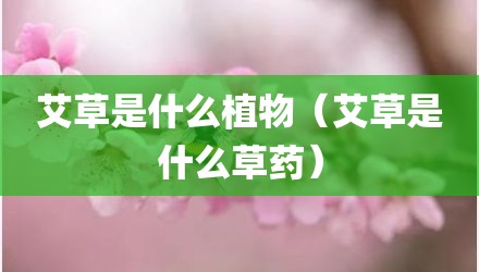 艾草是什么植物（艾草是什么草药）