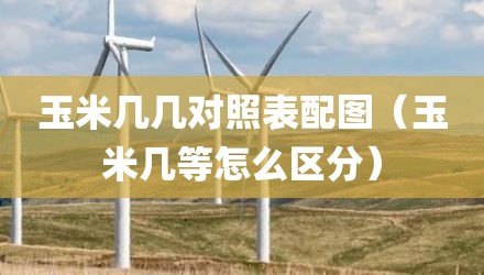 玉米几几对照表配图（玉米几等怎么区分）