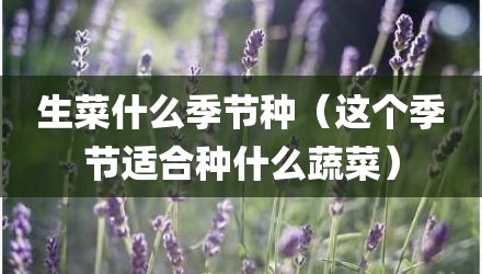 生菜什么季节种（这个季节适合种什么蔬菜）