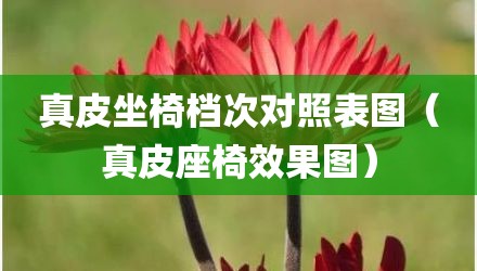 真皮坐椅档次对照表图（真皮座椅效果图）