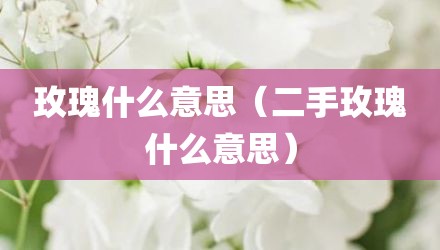 玫瑰什么意思（二手玫瑰什么意思）