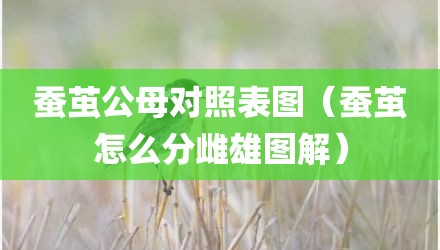 蚕茧公母对照表图（蚕茧怎么分雌雄图解）