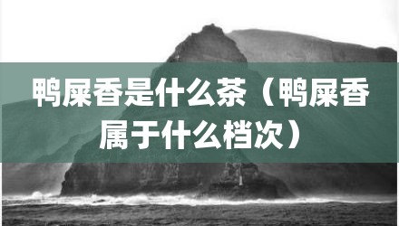 鸭屎香是什么茶（鸭屎香属于什么档次）