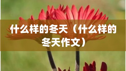 什么样的冬天（什么样的冬天作文）