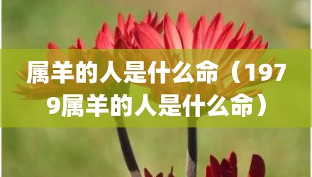 属羊的人是什么命（1979属羊的人是什么命）