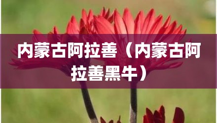 内蒙古阿拉善（内蒙古阿拉善黑牛）