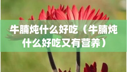 牛腩炖什么好吃（牛腩炖什么好吃又有营养）
