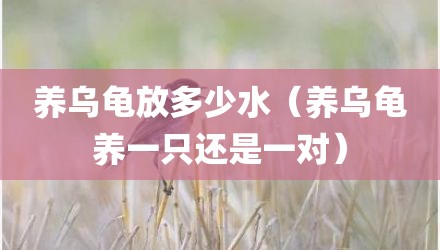 养乌龟放多少水（养乌龟养一只还是一对）