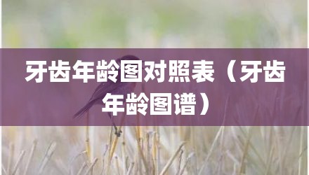 牙齿年龄图对照表（牙齿年龄图谱）