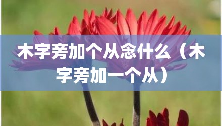 木字旁加个从念什么（木字旁加一个从）
