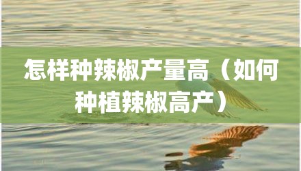 怎样种辣椒产量高（如何种植辣椒高产）