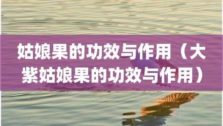 姑娘果的功效与作用(大紫姑娘果的功效与作用)