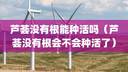 芦荟没有根能种活吗（芦荟没有根会不会种活了）
