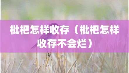 枇杷怎样收存（枇杷怎样收存不会烂）