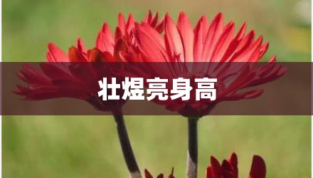 壮煜亮身高