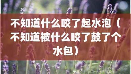 不知道什么咬了起水泡（不知道被什么咬了鼓了个水包）