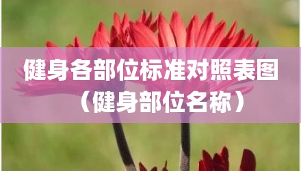 健身各部位标准对照表图（健身部位名称）