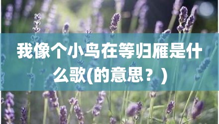 我像个小鸟在等归雁是什么歌(的意思？)