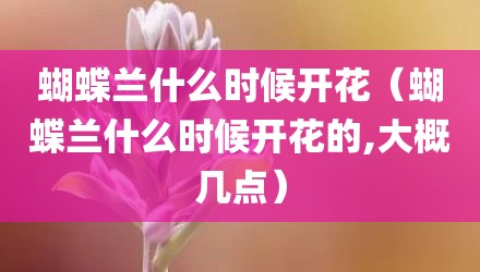 蝴蝶兰什么时候开花（蝴蝶兰什么时候开花的,大概几点）