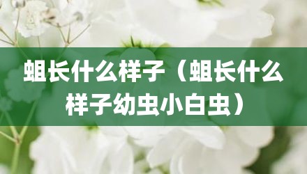 蛆长什么样子（蛆长什么样子幼虫小白虫）