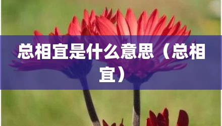 总相宜是什么意思（总相宜）