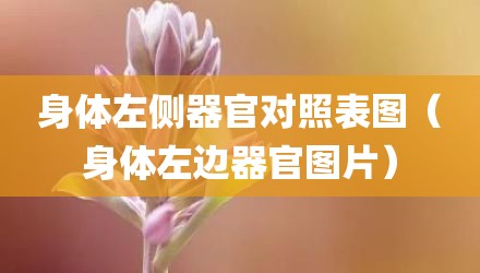 身体左侧器官对照表图（身体左边器官图片）